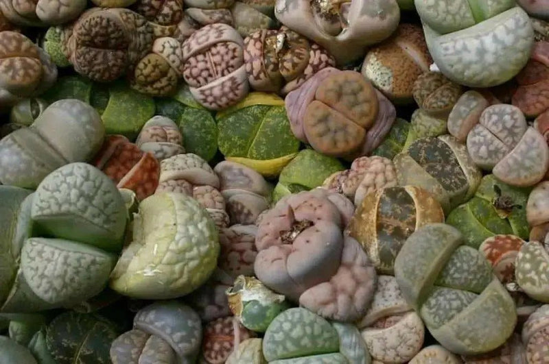 Living Stones Seed (Lithops species mix)  CactI / SUCCULENT - Caribbean garden seed