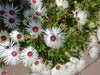 Livingstone Daisy a.K.a Ice Plant Seeds-Great for perennial flower garden. - Caribbean garden seed
