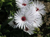 Livingstone Daisy a.K.a Ice Plant Seeds-Great for perennial flower garden. - Caribbean garden seed