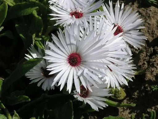 Livingstone Daisy a.K.a Ice Plant Seeds-Great for perennial flower garden. - Caribbean garden seed