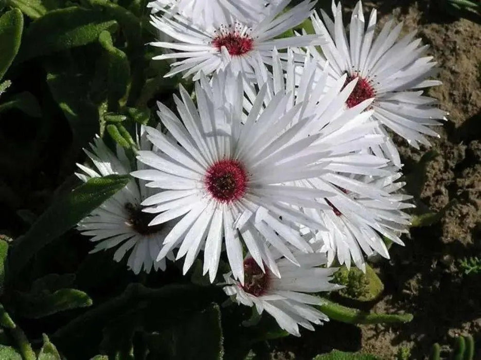 Livingstone Daisy a.K.a Ice Plant Seeds-Great for perennial flower garden. - Caribbean garden seed