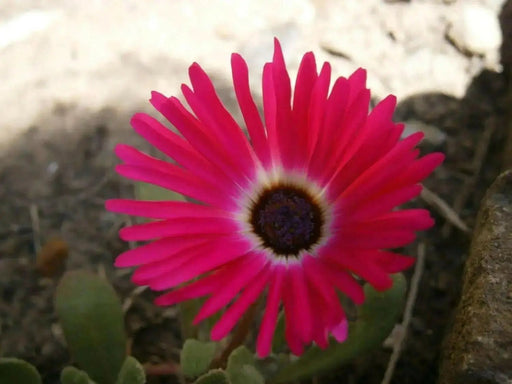 Livingstone Daisy Seeds  a.K.a Ice Plant  - Bright Red - Great for perennial flower garden. - Caribbean garden seed