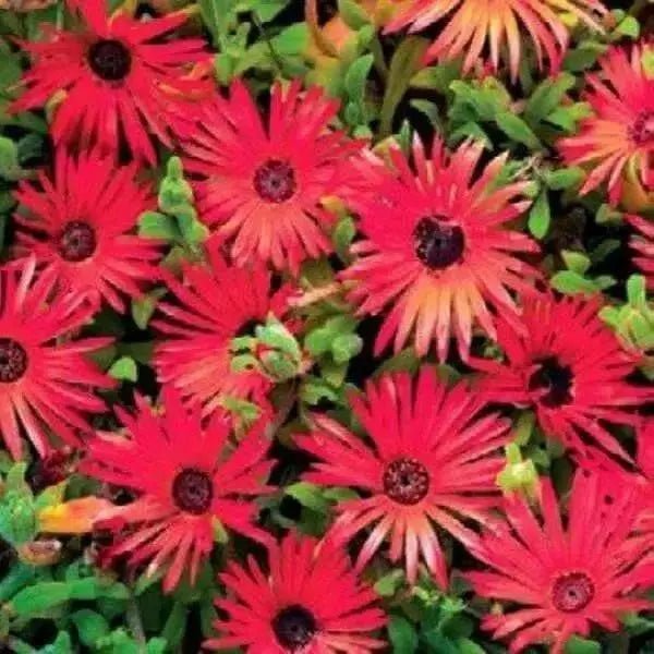 Livingstone Daisy Seeds  a.K.a Ice Plant  - Bright Red - Great for perennial flower garden. - Caribbean garden seed