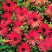 Livingstone Daisy Seeds  a.K.a Ice Plant  - Bright Red - Great for perennial flower garden. - Caribbean garden seed