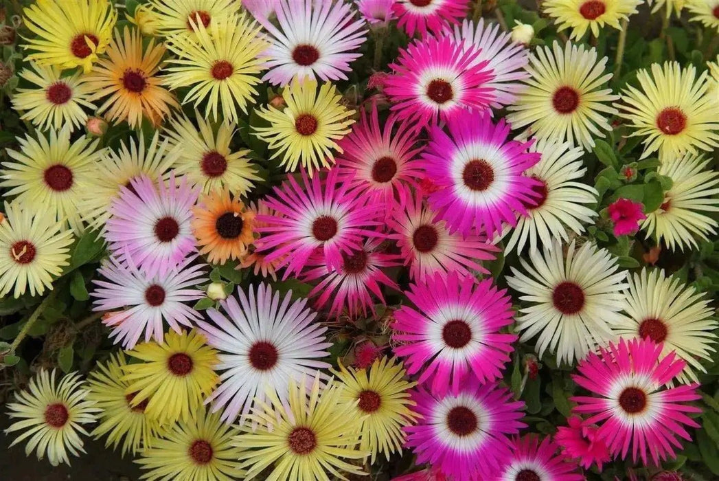Livingstone Daisy Seeds  a.K.a Ice Plant  - Mix - Great for perennial flower garden. - Caribbean garden seed