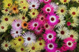 Livingstone Daisy Seeds  a.K.a Ice Plant  - Mix - Great for perennial flower garden. - Caribbean garden seed
