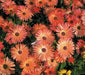 Livingstone Daisy Seeds  a.K.a Ice Plant  - Orange - Great for perennial flower garden. - Caribbean garden seed