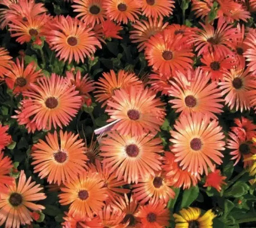 Livingstone Daisy Seeds  a.K.a Ice Plant  - Orange - Great for perennial flower garden. - Caribbean garden seed