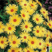Livingstone Daisy Seeds  a.K.a Ice Plant  - YELLOW - Great for perennial flower garden. - Caribbean garden seed