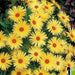 Livingstone Daisy Seeds  a.K.a Ice Plant  - YELLOW - Great for perennial flower garden. - Caribbean garden seed