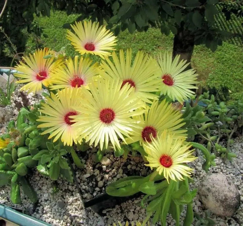 Livingstone Daisy Seeds  a.K.a Ice Plant  - YELLOW - Great for perennial flower garden. - Caribbean garden seed