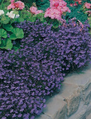 Lobelia Crystal Palace, FLOWERS Seed - Caribbean garden seed