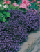 Lobelia Crystal Palace, FLOWERS Seed - Caribbean garden seed