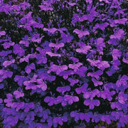 Lobelia Crystal Palace, FLOWERS Seed - Caribbean garden seed