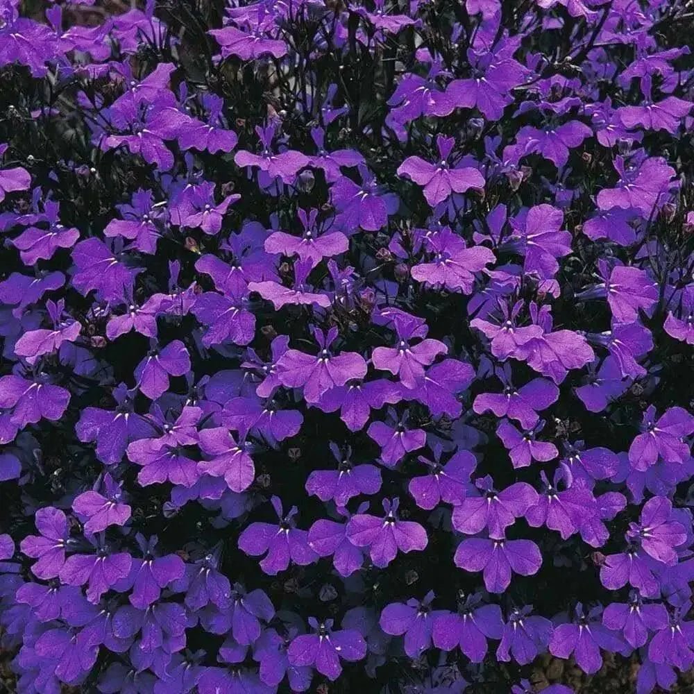 LOBELIA