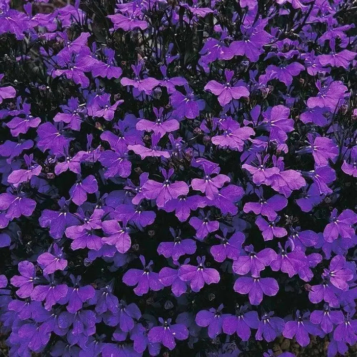 Lobelia Crystal Palace, FLOWERS Seed - Caribbean garden seed