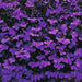 Lobelia Crystal Palace, FLOWERS Seed - Caribbean garden seed
