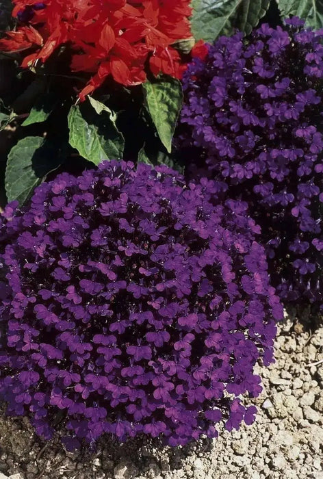 Lobelia Crystal Palace, FLOWERS Seed - Caribbean garden seed