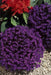 Lobelia Crystal Palace, FLOWERS Seed - Caribbean garden seed