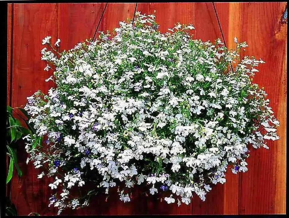 Lobelia FLOWERS SEED ,White Lady (Lobelia Erinus ) Ground Cover - Caribbean garden seed
