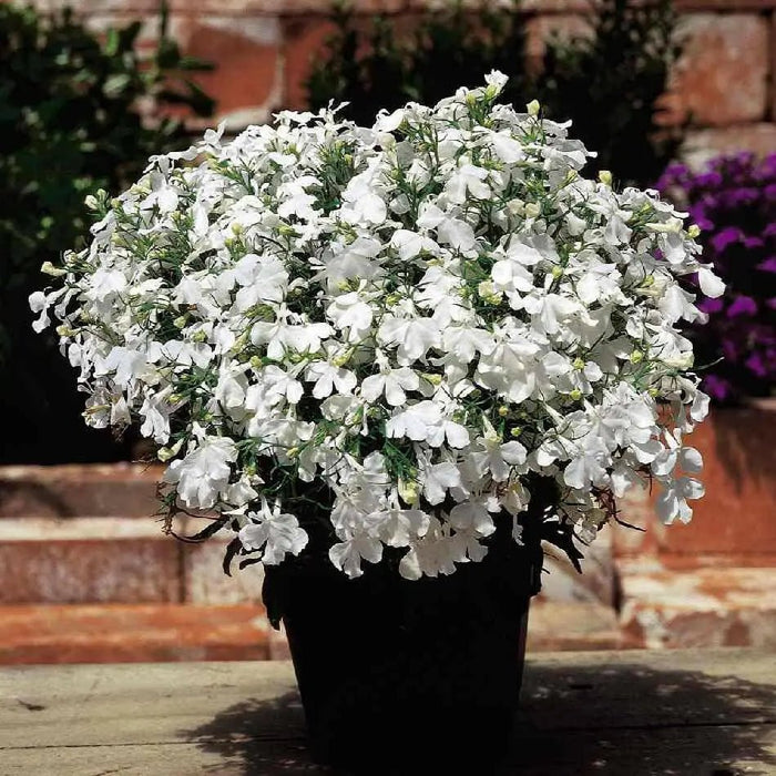 Lobelia FLOWERS SEED ,White Lady (Lobelia Erinus ) Ground Cover - Caribbean garden seed