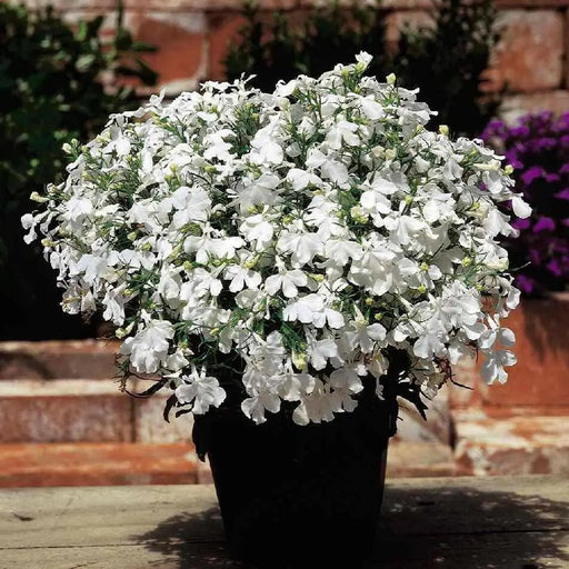 Lobelia place white FLOWERS SEED  , Ground Cover - Caribbean garden seed