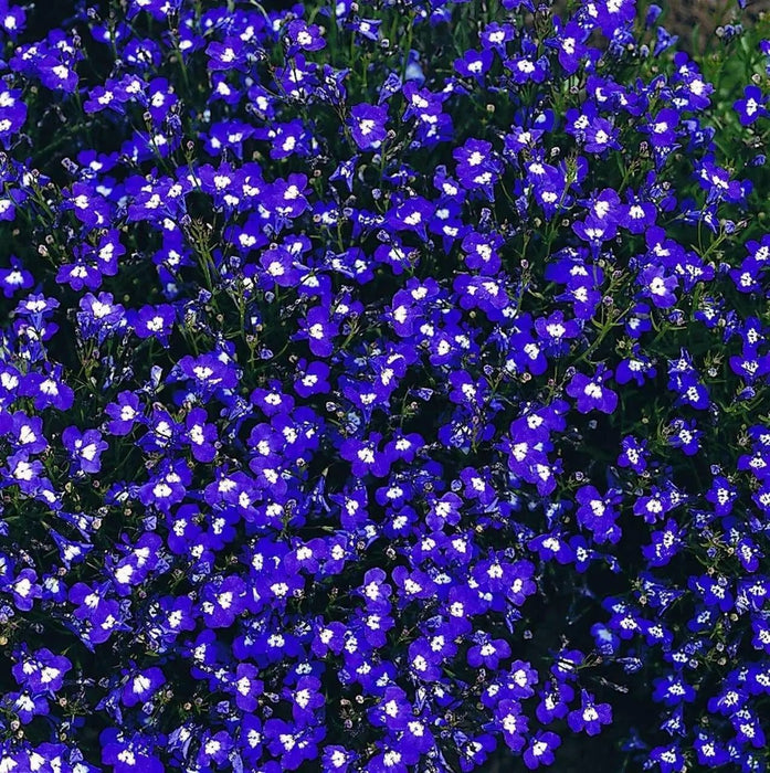 Lobelia Seeds -Mrs. Clibran-ANNUAL FLOWERS - Caribbean garden seed