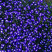 Lobelia Seeds -Mrs. Clibran-ANNUAL FLOWERS - Caribbean garden seed