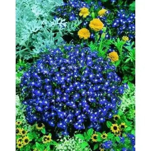 Lobelia Seeds -Mrs. Clibran-ANNUAL FLOWERS - Caribbean garden seed