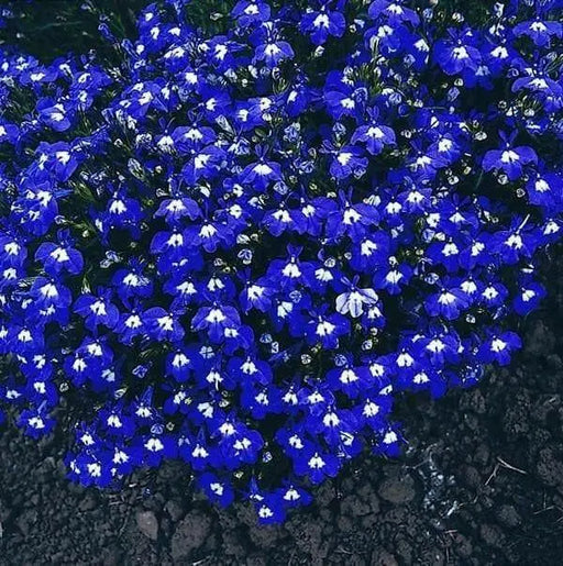 Lobelia Seeds -Mrs. Clibran-ANNUAL FLOWERS - Caribbean garden seed