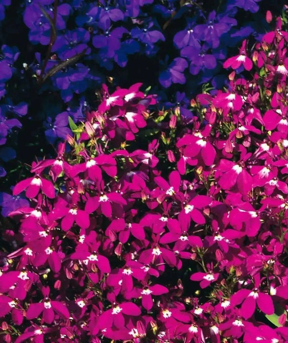Lobelia Seeds - Rosamond - Lobelia Erinus -Compact  trailing growth habit. Excellent In Containers, Window Boxes or as Ground Covers. - Caribbean garden seed