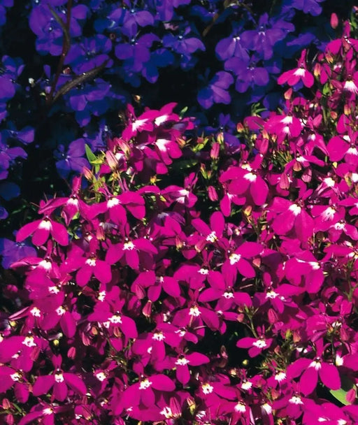 Lobelia Seeds - Rosamond - Lobelia Erinus -Compact trailing growth habit. Excellent In Containers, Window Boxes or as Ground Covers. - Caribbeangardenseed