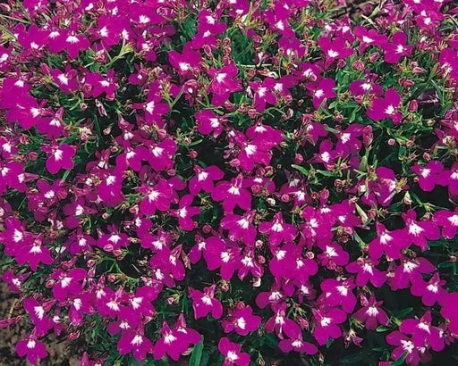 Lobelia Seeds - Rosamond - Lobelia Erinus -Compact  trailing growth habit. Excellent In Containers, Window Boxes or as Ground Covers. - Caribbean garden seed