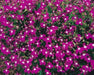 Lobelia Seeds - Rosamond - Lobelia Erinus -Compact  trailing growth habit. Excellent In Containers, Window Boxes or as Ground Covers. - Caribbean garden seed