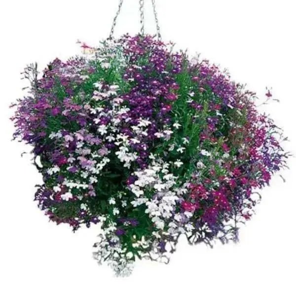 Lobelia Seeds ,Trailing Mixed, Use in hanging baskets or trailing over window boxes and wall. - Caribbean garden seed