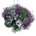 Lobelia Seeds ,Trailing Mixed, Use in hanging baskets or trailing over window boxes and wall. - Caribbean garden seed