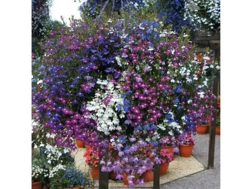 Lobelia Seeds ,Trailing Mixed, Use in hanging baskets or trailing over window boxes and wall. - Caribbean garden seed
