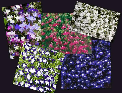 Lobelia Seeds ,Trailing Mixed, Use in hanging baskets or trailing over window boxes and wall. - Caribbean garden seed