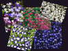 Lobelia Seeds ,Trailing Mixed, Use in hanging baskets or trailing over window boxes and wall. - Caribbean garden seed