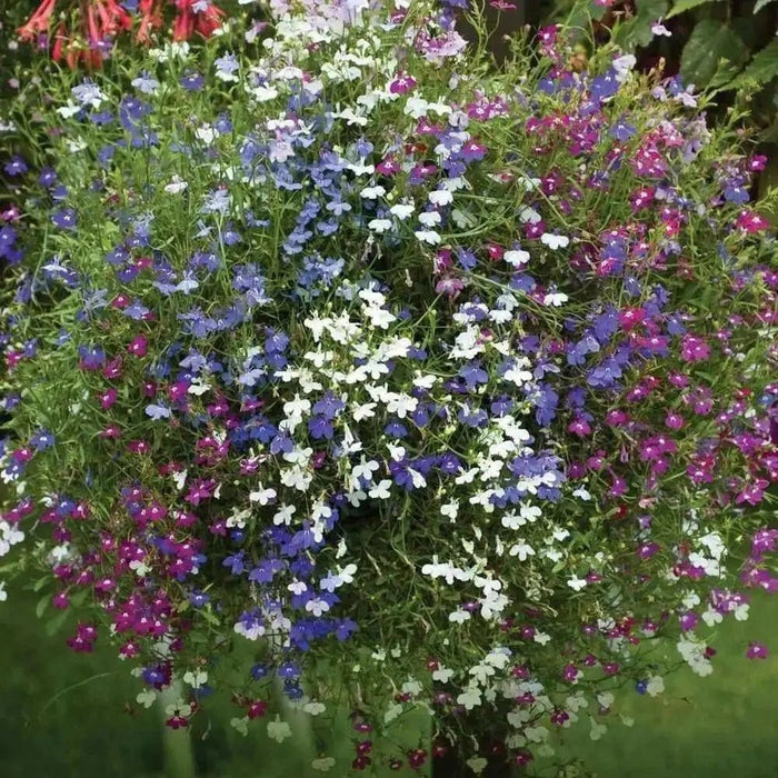 Lobelia Seeds ,Trailing Mixed, Use in hanging baskets or trailing over window boxes and wall. - Caribbean garden seed