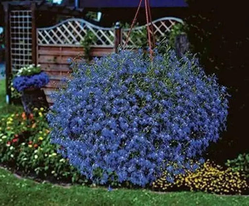Lobelia Seeds ,Trailing Sapphire, Use in hanging baskets or trailing over window boxes and wall. - Caribbean garden seed
