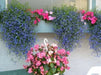 Lobelia Seeds ,Trailing Sapphire, Use in hanging baskets or trailing over window boxes and wall. - Caribbean garden seed