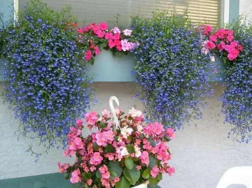 Lobelia Seeds ,Trailing Sapphire, Use in hanging baskets or trailing over window boxes and wall. - Caribbean garden seed