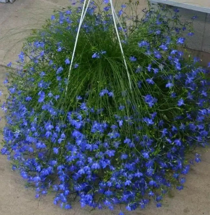 Lobelia Seeds ,Trailing Sapphire, Use in hanging baskets or trailing over window boxes and wall. - Caribbean garden seed
