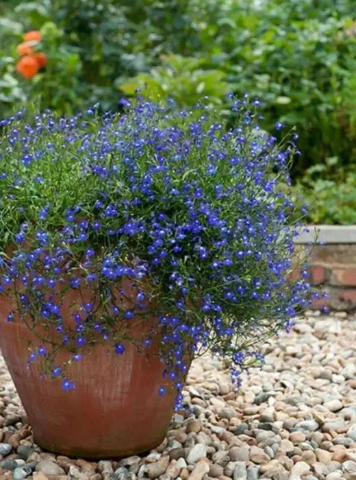 Lobelia Seeds ,Trailing Sapphire, Use in hanging baskets or trailing over window boxes and wall. - Caribbean garden seed