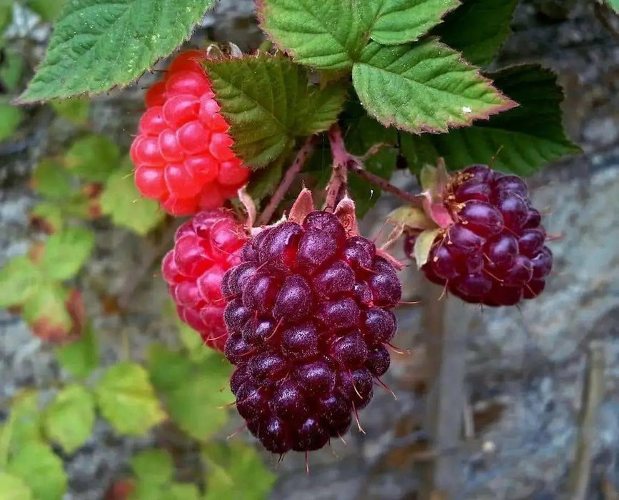 Loganberry PLANT,Hardy Perennial Shrub! - Caribbean garden seed
