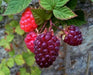 Loganberry PLANT,Hardy Perennial Shrub! - Caribbean garden seed