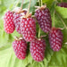 Loganberry PLANT,Hardy Perennial Shrub! - Caribbean garden seed