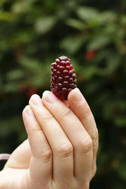 Loganberry PLANT,Hardy Perennial Shrub! - Caribbean garden seed