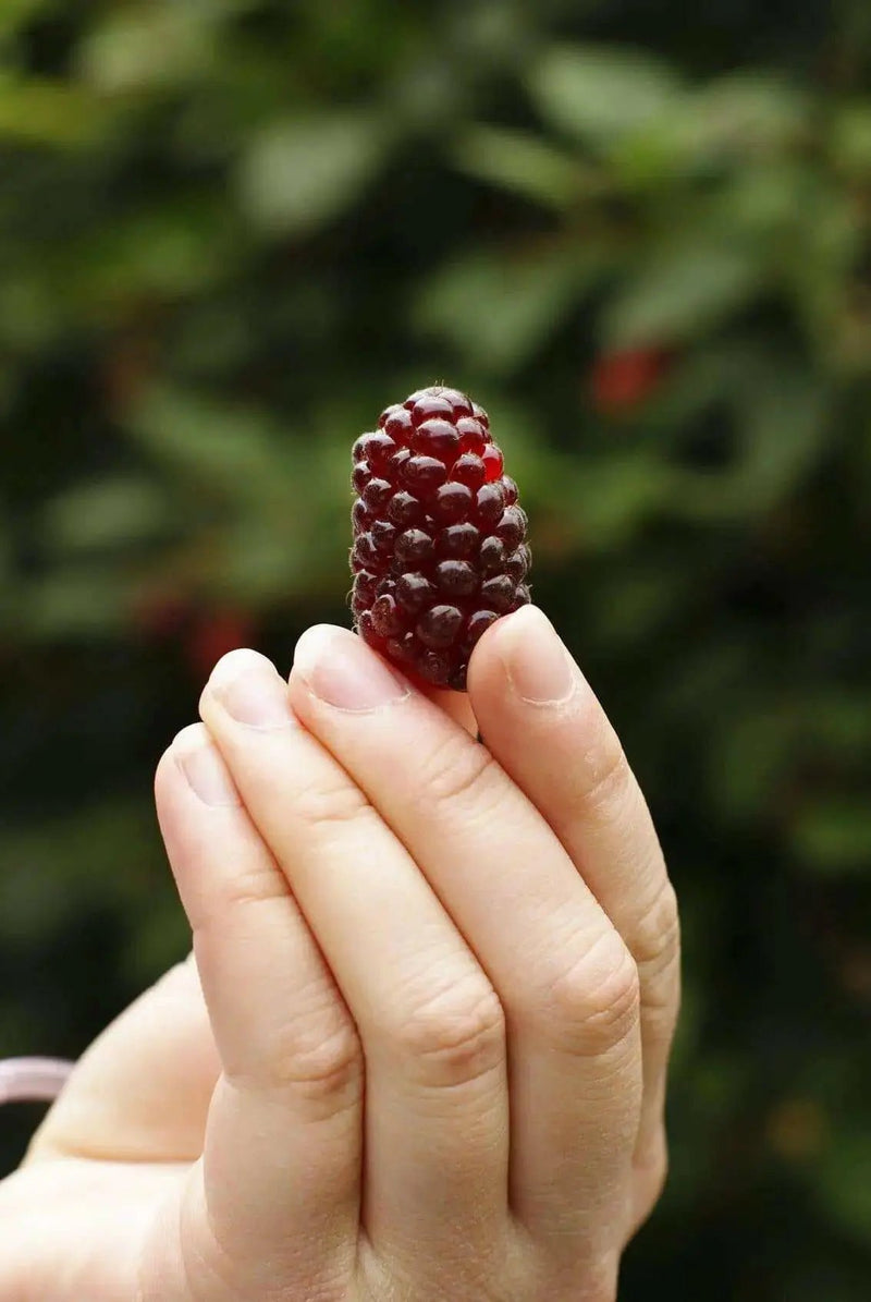 Loganberry PLANT,Hardy Perennial Shrub! - Caribbean garden seed